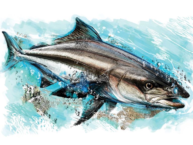 spf625-skinny-cobia.jpg