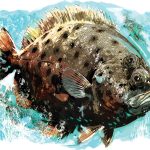 spf625-skinny-flounder.jpg