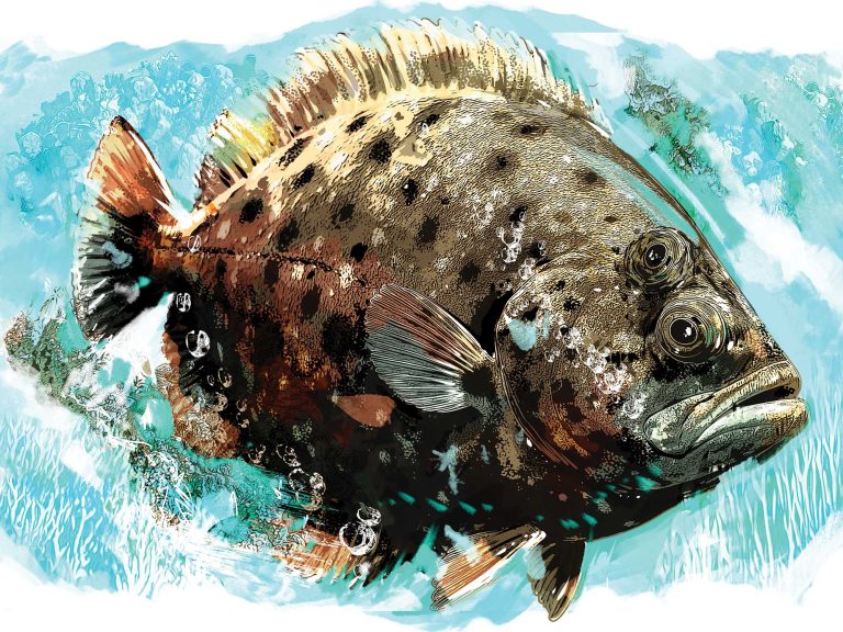 spf625-skinny-flounder.jpg