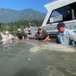 white-sturgeon.jpg