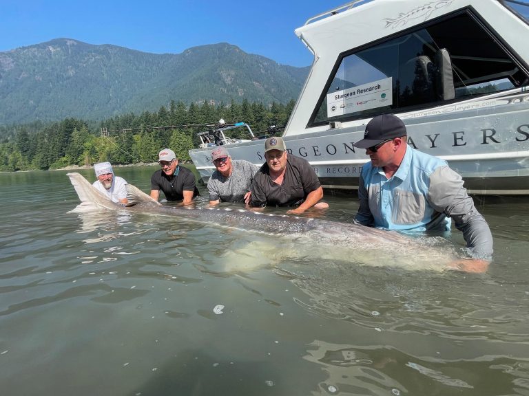 white-sturgeon.jpg