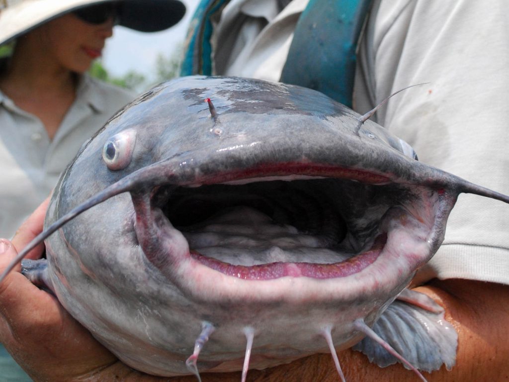 blue-catfish-face.jpg