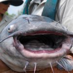 blue-catfish-face.jpg