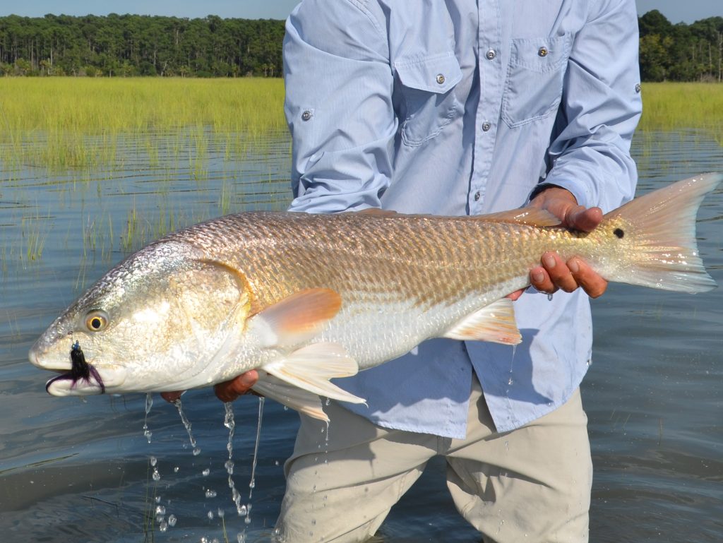 redfish.jpg