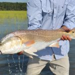 redfish.jpg