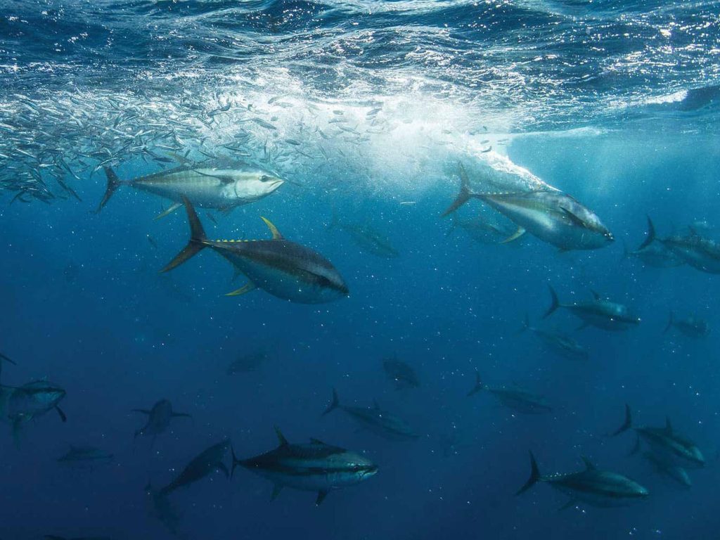 mar323-bluefin-tuna-school-2.jpg