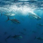 mar323-bluefin-tuna-school-2.jpg