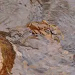 Річковий рак у прозорій воді між камінням
